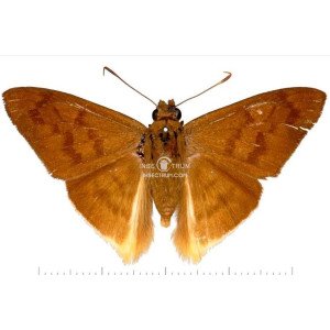TYPHEDANUS AMPYX TYPHEDANUS AMPYX